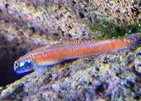 Annie's Goby male