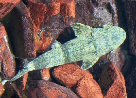 Sumatran Goonch Devil's Catfish