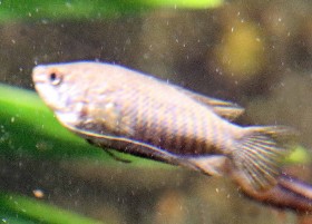 Banded Gourami