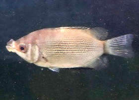 Kissing Gourami