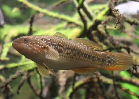 Galaxy Gudgeon