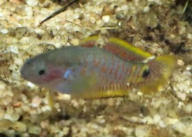 Peacock Gudgeon