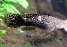 Spangled Gudgeon