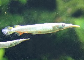 Wrestling Halfbeak