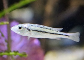 Haplochromis thereuterion