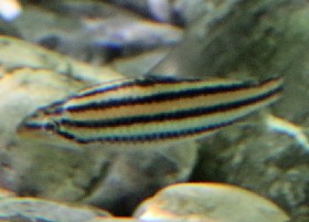 Despaxi's Headstander or Leporinus