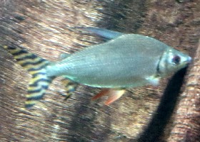 Jaraqui Flagtail