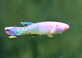 Emerald Killifish Nigeria