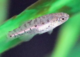 Acigol Killifish