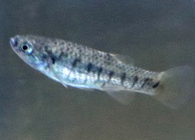 Arabian Killifish