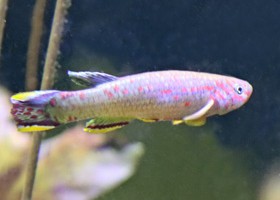 Scheeli's Killifish Nigeria