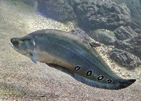 Clown Knifefish adult