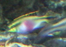 Rainbow Kribensis