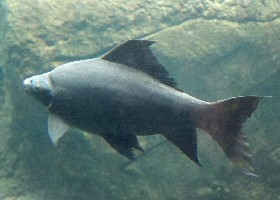 Black Labeo Shark Minnow