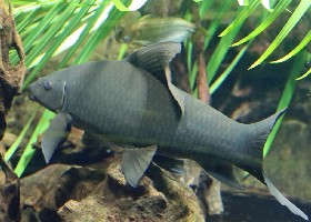Harlequin Shark Minnow
