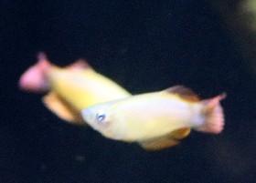 Variable Lampeye
