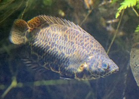 Leopard Bush gourami Climbing Perch