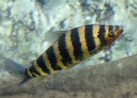 Striped or Banded Leporinus
