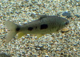 Dot Dash Leporinus