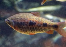 Strawberry Leporinus