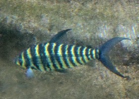 Striped or Banded Leporinus
