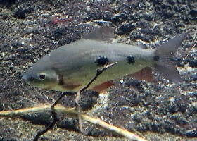 Suriname Leporinus