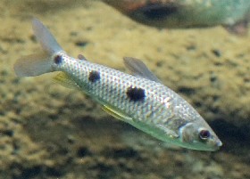 Threespot Leporinus
