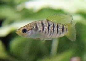 Tiger Limia