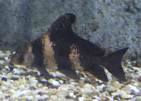Chinese Hi-fin Loach juvenile