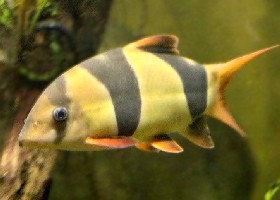 Clown Loach