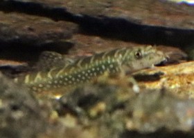 Galaxy Loach