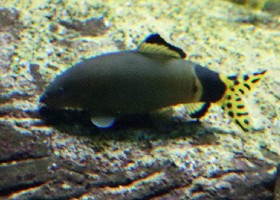 Splendid Loach