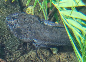 West African Lungfish
