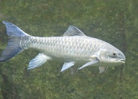 Blue Mahseer Carp