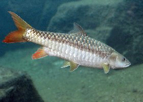 Golden Mahseer Carp