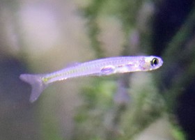 Dracula Minnow