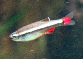 Vietnam Cardinal Minnow