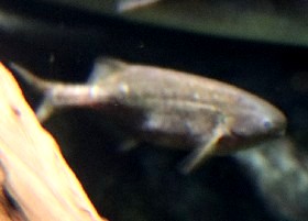 Bulldog/Baby Whale Mormyrid
