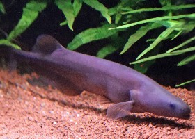 Cornish Jack Mormyrid
