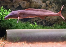 Mormyrus rume Mormyrid