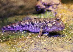 Barred Mudskipper