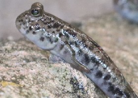 Common Mudskipper