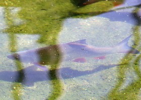 Common Nase