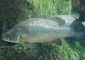 Nile Perch