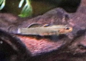 White-finned Nose-goby