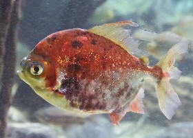 Red-gilled Pacu Myloplus asterias