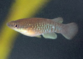 Arnoulti Panchax