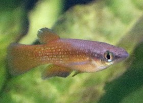 Powder-blue Panchax