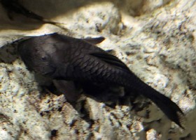 Parana Pinecone Pleco