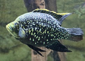 Paratilapia Cichlid